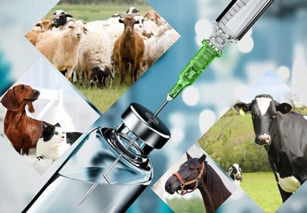 صادرات ۹۰ میلیارد تومانی واکسن‌ در نیمه نخست امسال/ بازارهای صادراتی افزایش می یابد