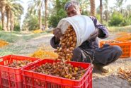 خرما در اقتصاد ملی زنجیره ثروت ساز است | حمایت ویژه اتاق ایران از فعالان اقتصادی آبادان