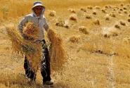 بیش از ۳۲۰۰ میلیارد تومان از مطالبات کشاورزان بابت خرید تضمینی گندم به حساب گندمکاران واریز شد.