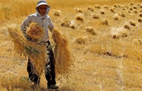 بیش از ۳۲۰۰ میلیارد تومان از مطالبات کشاورزان بابت خرید تضمینی گندم به حساب گندمکاران واریز شد.