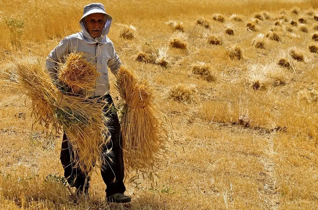 بیش از ۳۲۰۰ میلیارد تومان از مطالبات کشاورزان بابت خرید تضمینی گندم به حساب گندمکاران واریز شد.