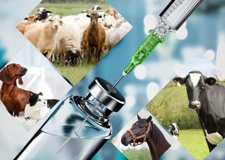 صادرات ۹۰ میلیارد تومانی واکسن‌ در نیمه نخست امسال/ بازارهای صادراتی افزایش می یابد