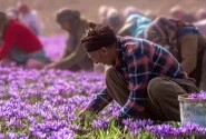 سهم ایران در تولید جهانی طلای سرخ ۹۰ درصد است