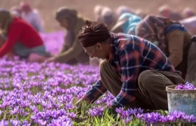 سهم ایران در تولید جهانی طلای سرخ ۹۰ درصد است
